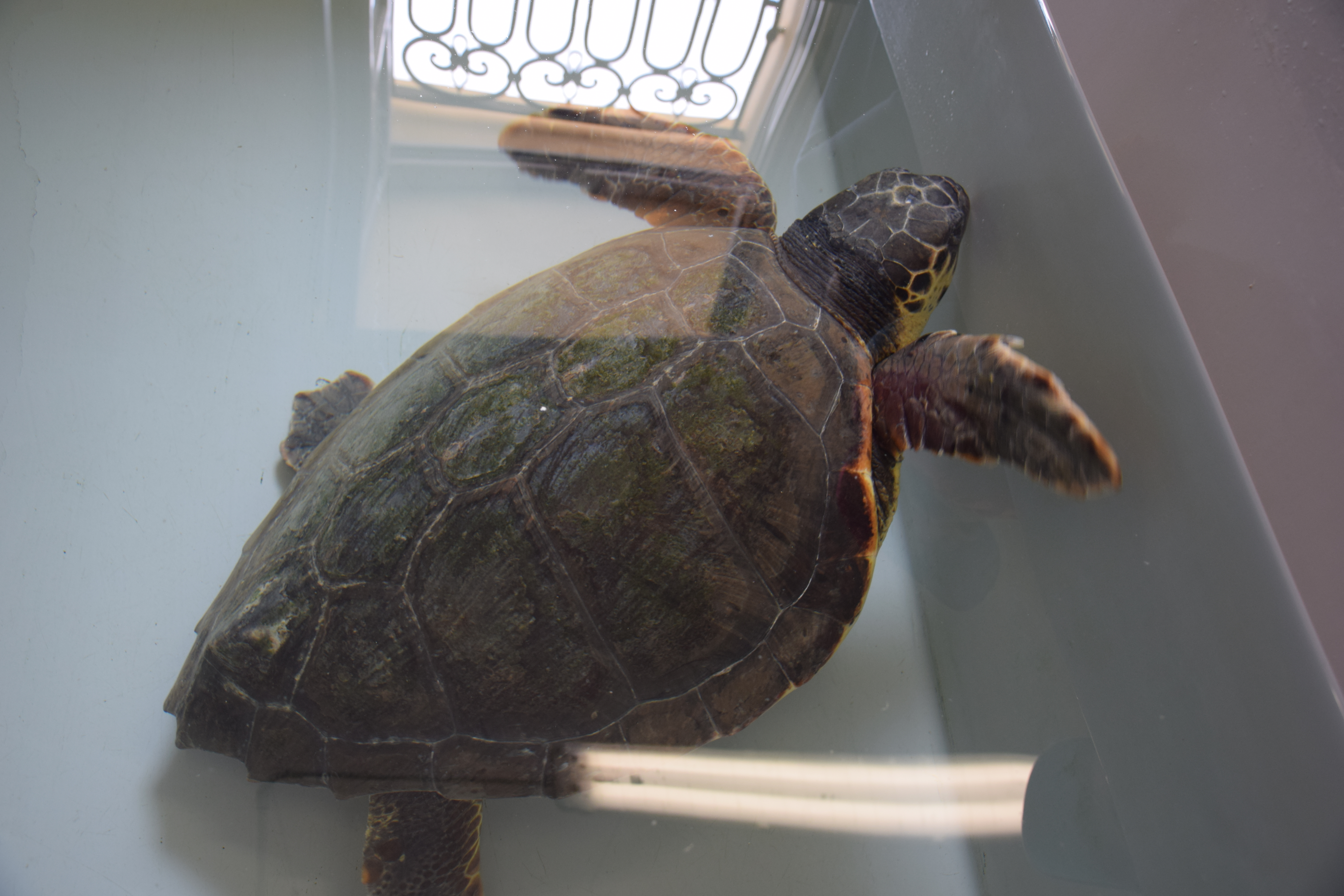 caretta caretta rescued
