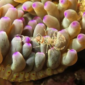 anemone con gamberetti