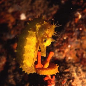 cavalluccio marino