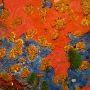 forme coralline