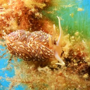 lumaca di mare 2