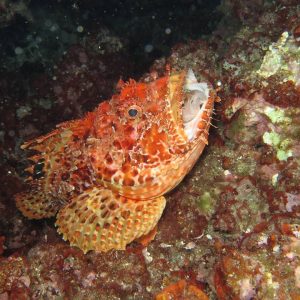 scorfano 2