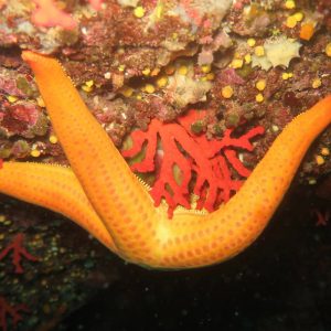 stella marina gialla