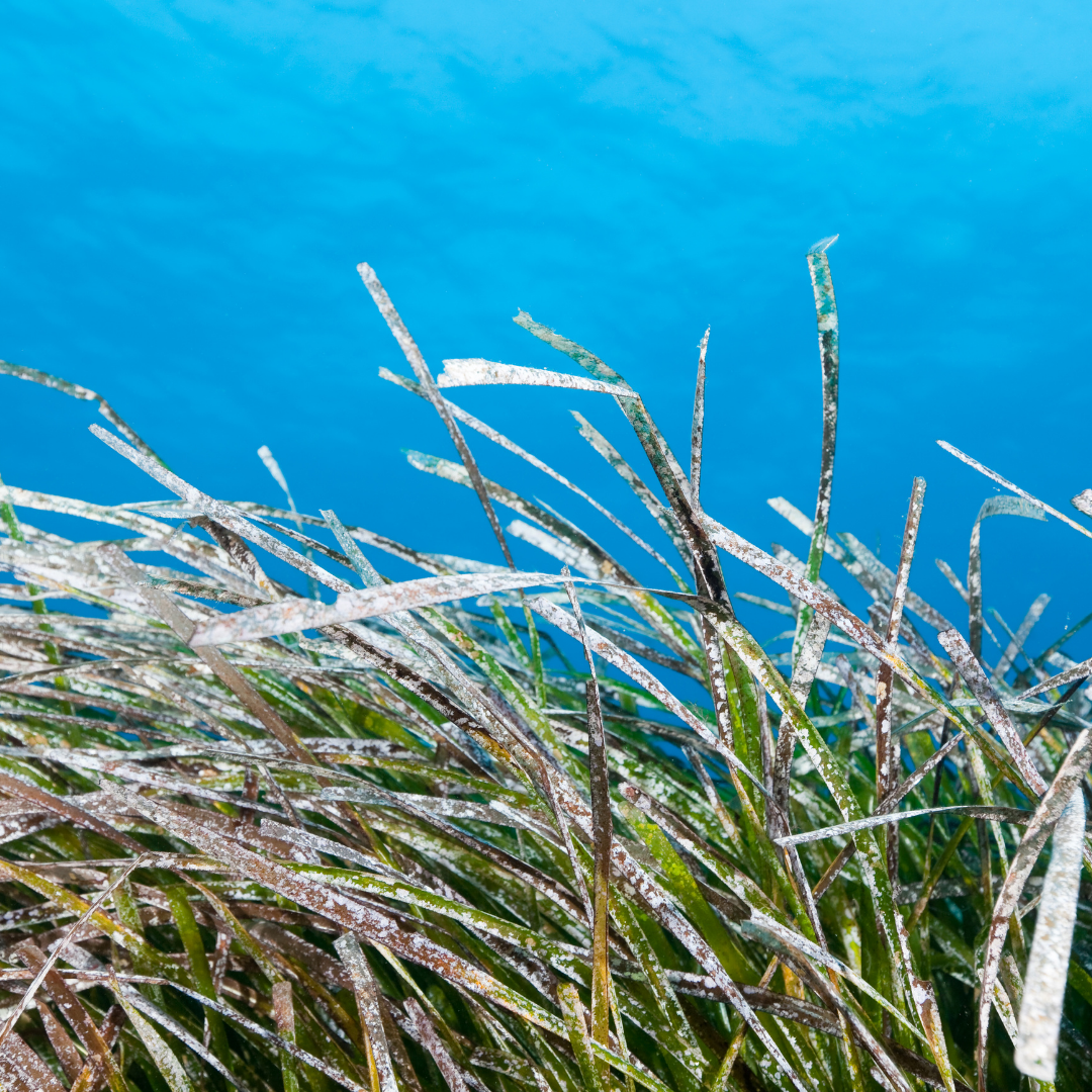 la poseidonia non è un alga